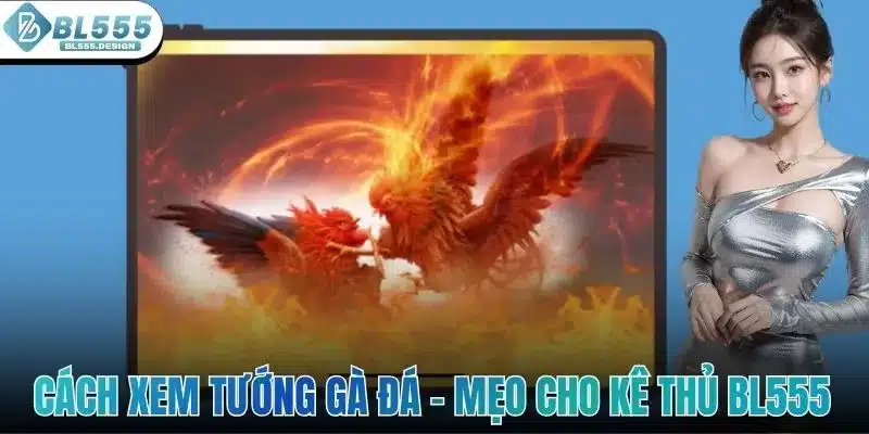 Cách Xem Tướng Gà Đá - Mẹo Cực Hay Cho Các Kê Thủ BL555 1 Cách Xem Tướng Gà Đá - Mẹo Cực Hay Cho Các Kê Thủ BL555