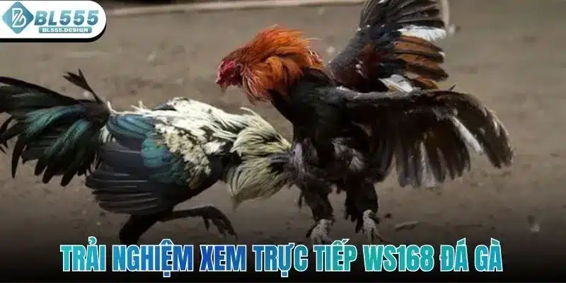 Trải nghiệm xem trực tiếp WS168 đá gà